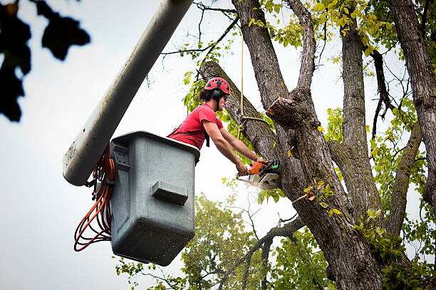 Best Storm Damage Tree Cleanup  in Moyock, NC